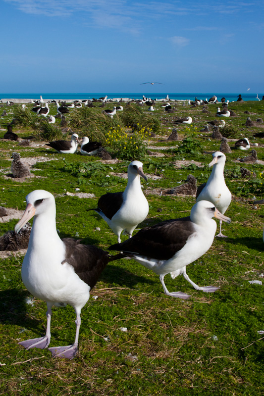 Laysan Albatross