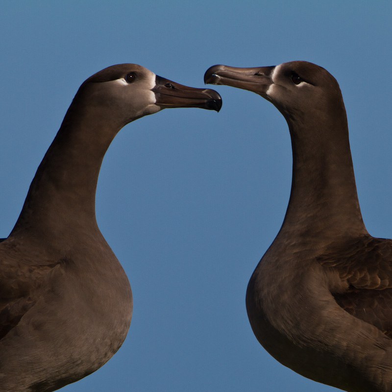 Black-Footed Albatross