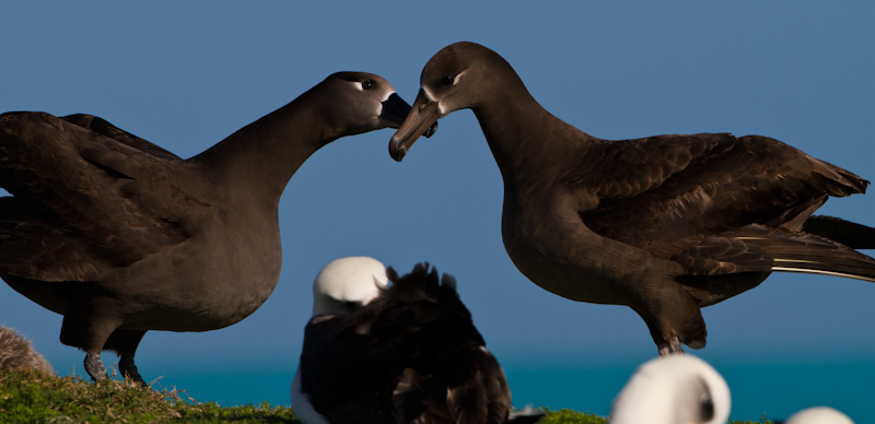 Black-Footed Albatross