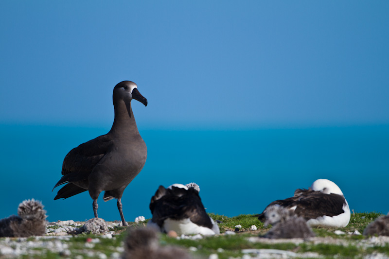 Black-Footed Albatross