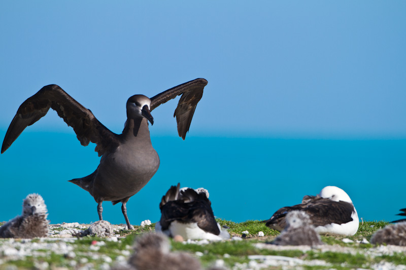 Black-Footed Albatross