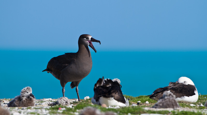 Black-Footed Albatross