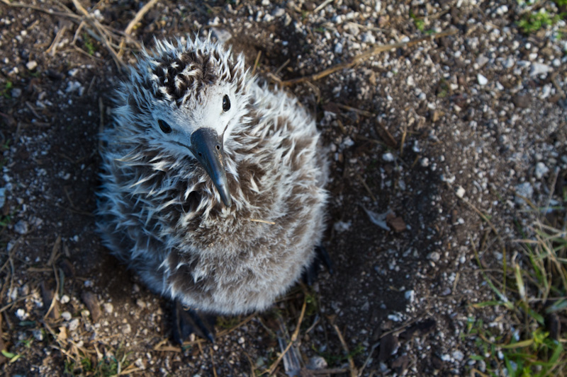 Laysan Albatross Chick