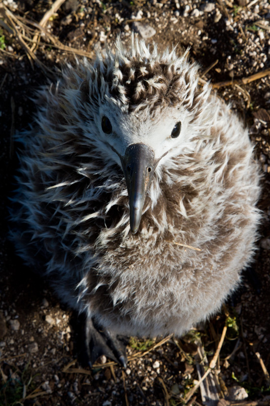 Laysan Albatross Chick