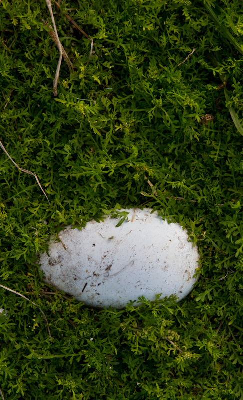 Unhatched Albatross Egg