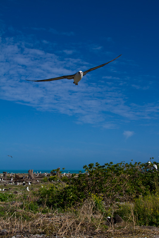 Laysan Albatross In Flight