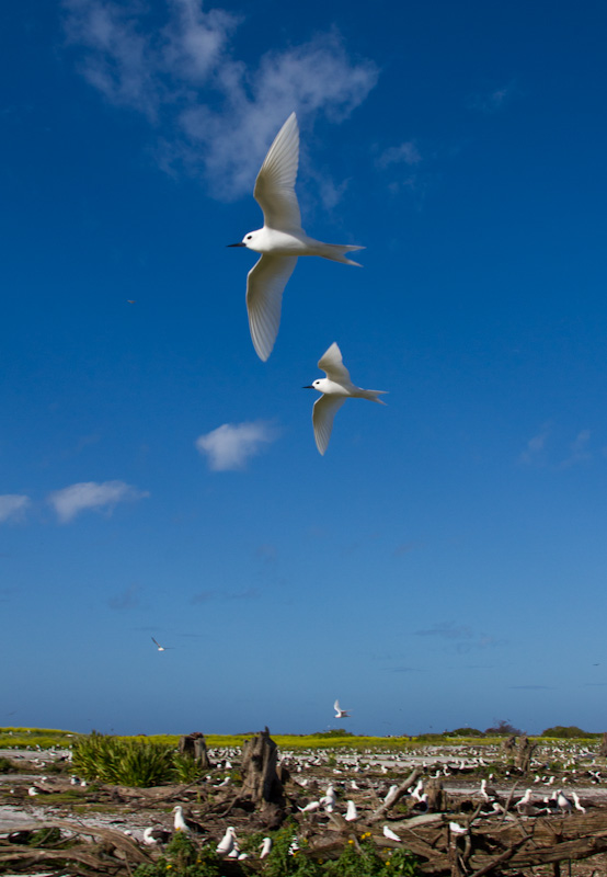 White Terns In Flight