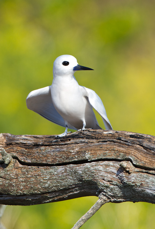 White Tern