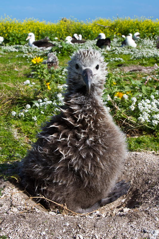 Laysan Albatross Chick