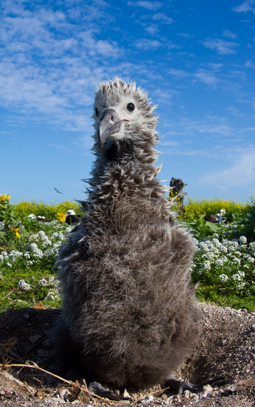 Laysan Albatross Chick