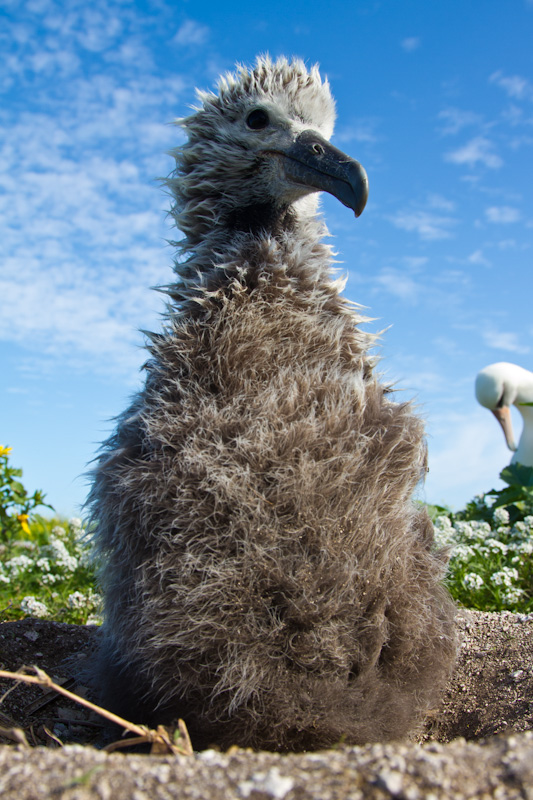 Laysan Albatross Chick