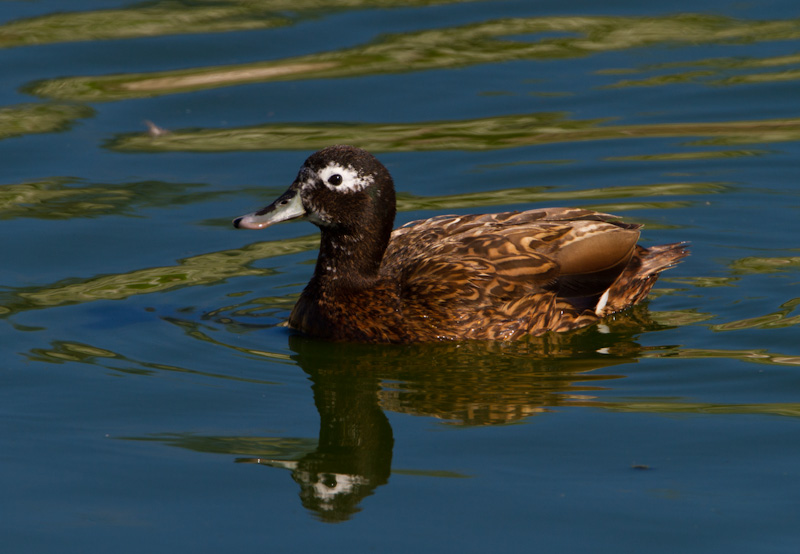 Laysan Duck