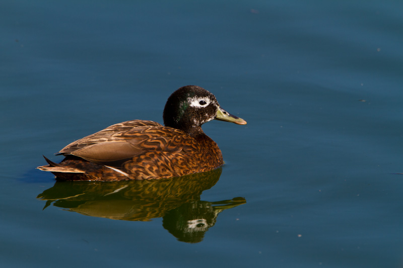 Laysan Duck