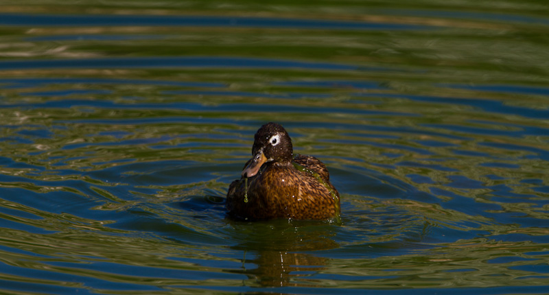 Laysan Duck Bathing