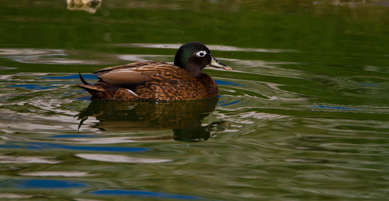 Laysan Duck