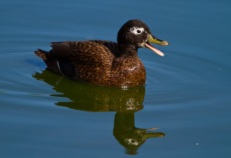 Laysan Duck