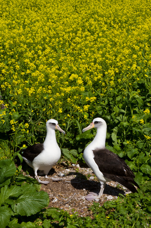 Laysan Albatross