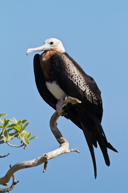 Great Frigatebird