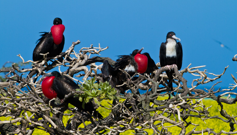 Great Frigatebirds In Bushes