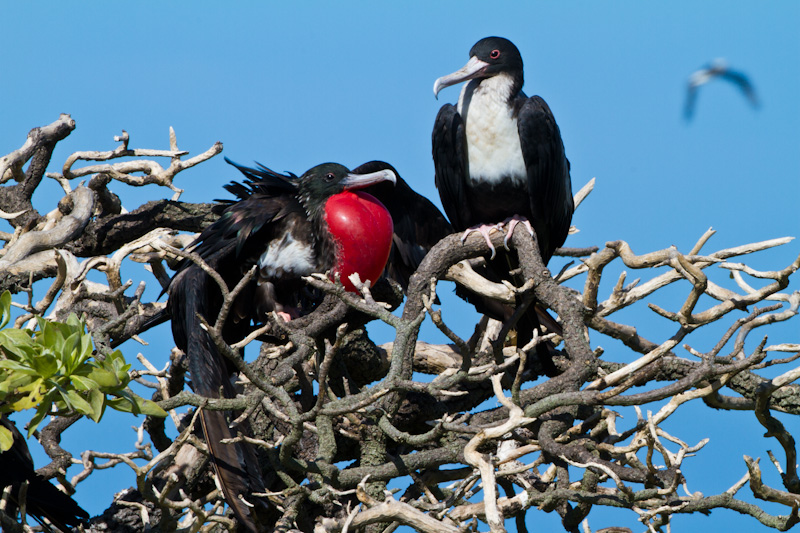 Great Frigatebirds In Bushes