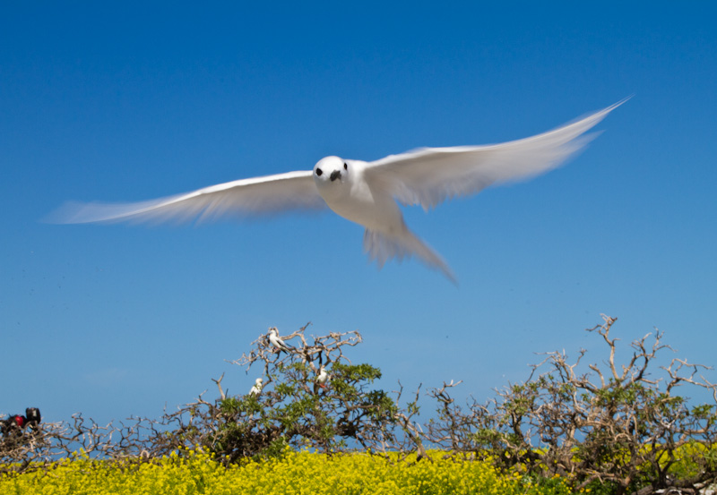 White Tern In Flight