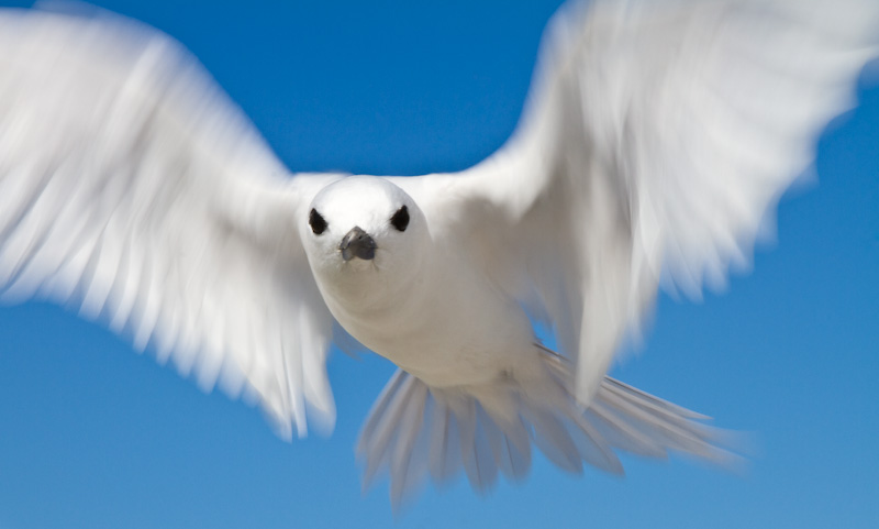 White Tern In Flight