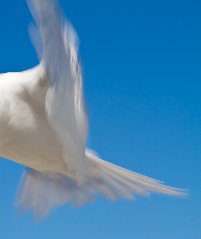 White Tern In Flight