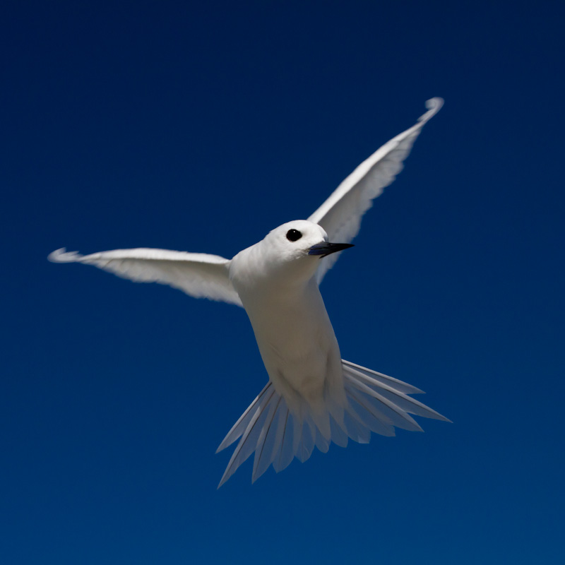 White Tern In Flight