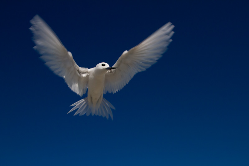 White Tern In Flight