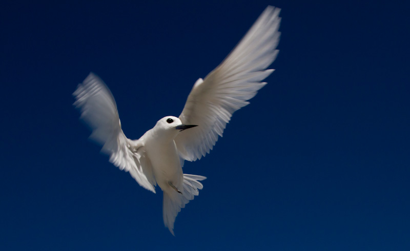 White Tern In Flight