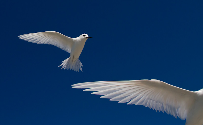 White Terns In Flight