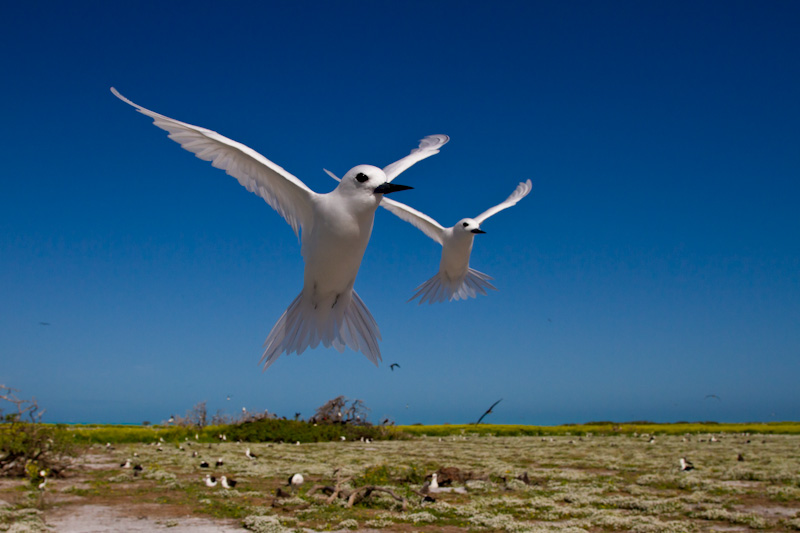 White Terns In Flight