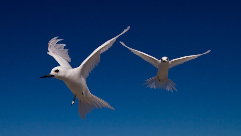 White Terns In Flight