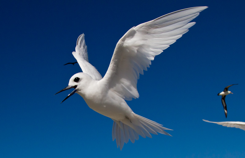 White Tern In Flight