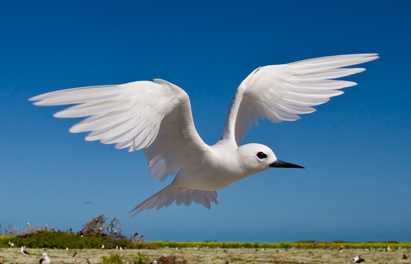 White Tern In Flight