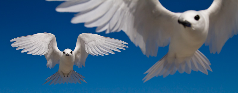 White Terns In Flight