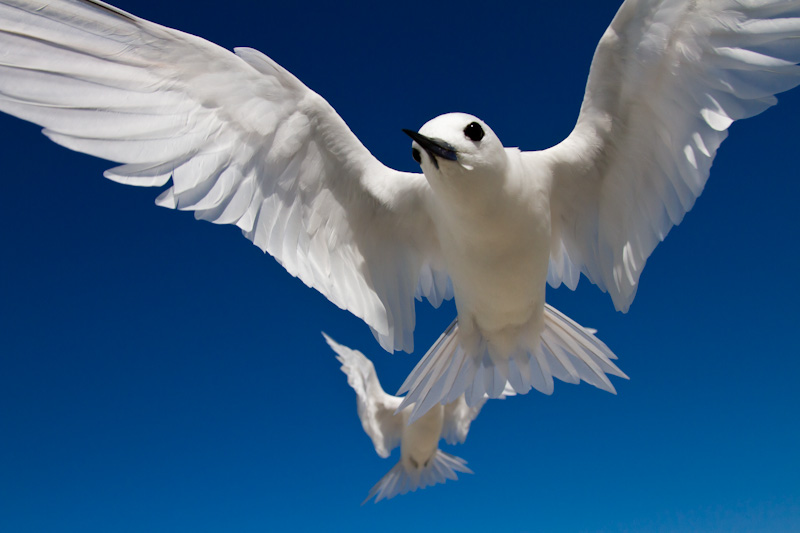 White Terns In Flight