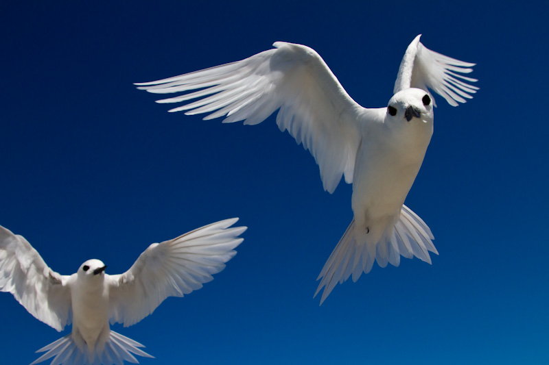 White Terns In Flight