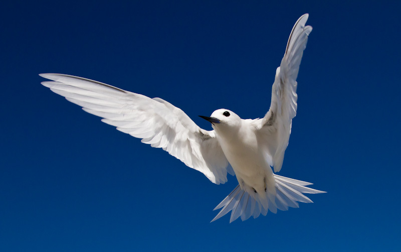 White Tern In Flight