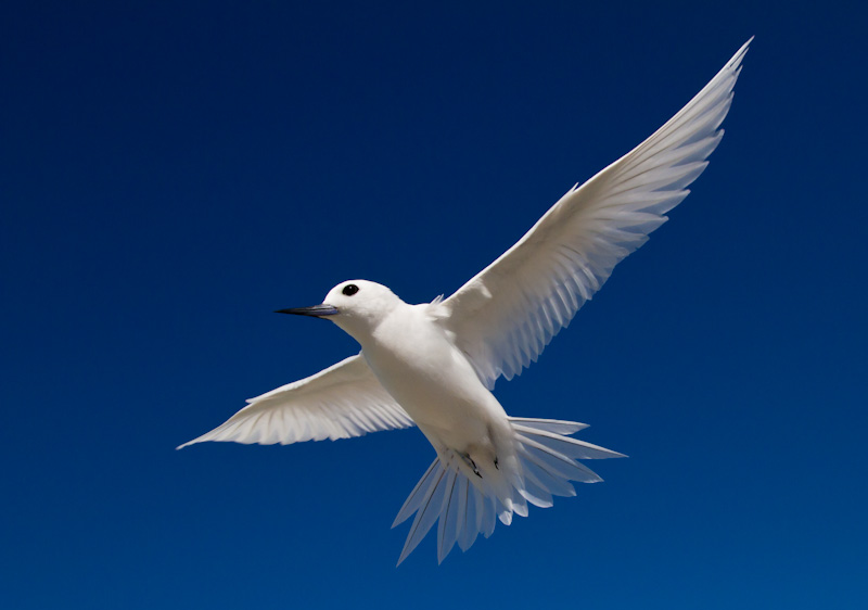 White Tern In Flight