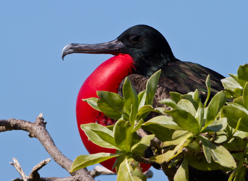 Great Frigatebird