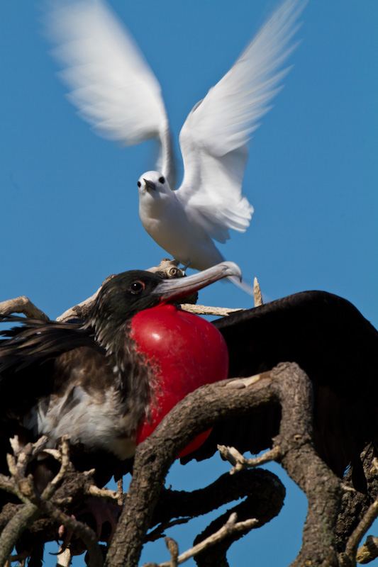 White Tern And Great Frigatebird