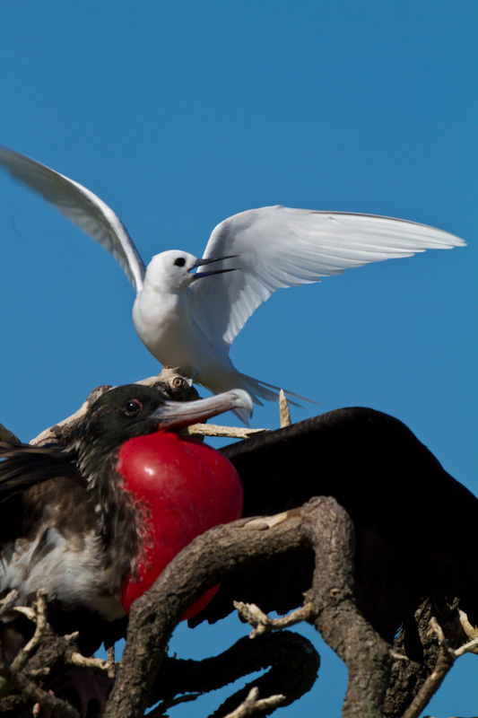 White Tern And Great Frigatebird