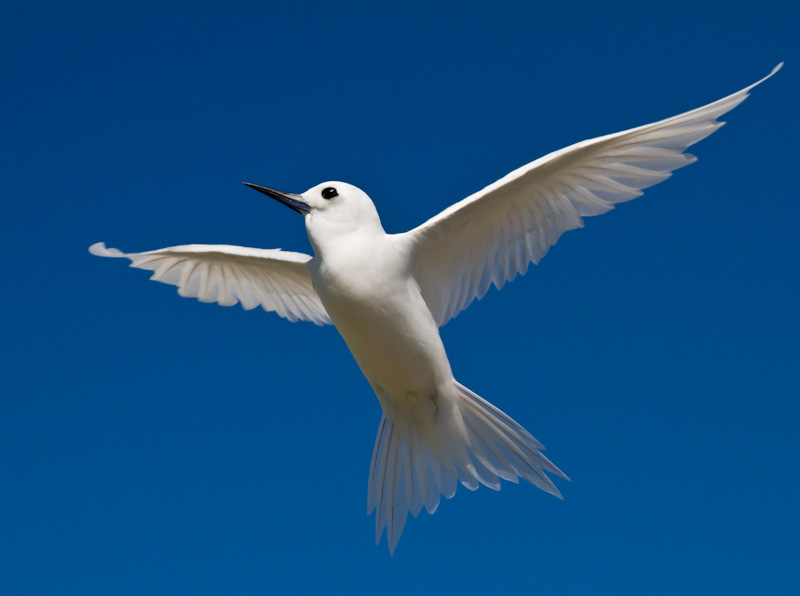 White Tern In Flight