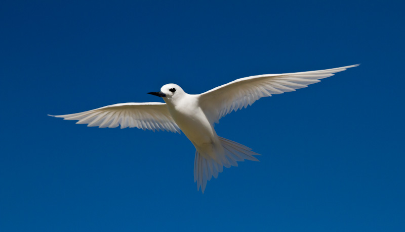 White Tern In Flight