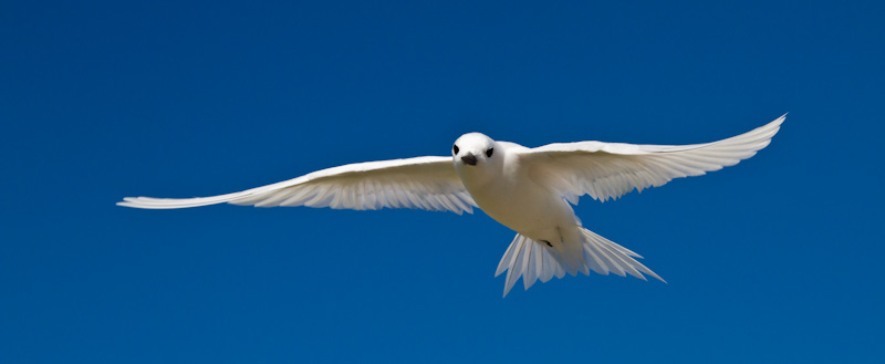 White Tern In Flight