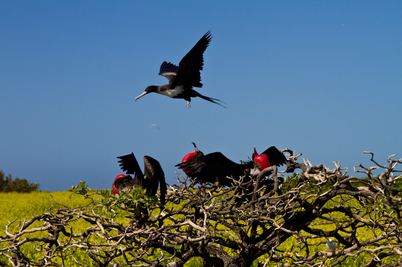 Great Frigatebird Males Displaying For Female