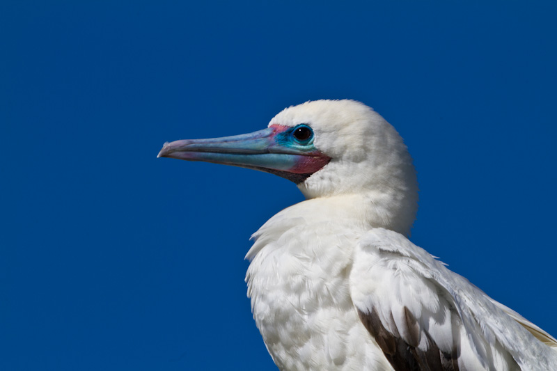 Red-Footed Booby