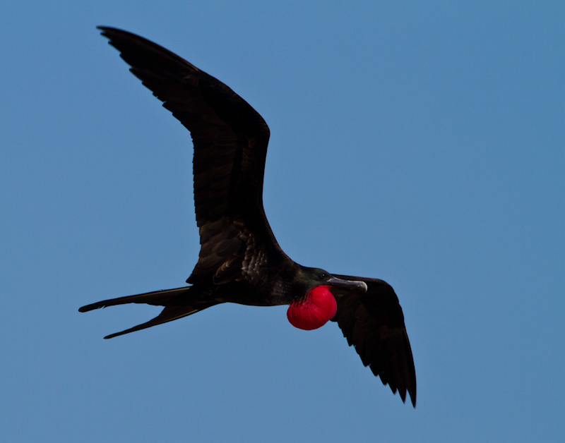 Great Frigatebird In Flight