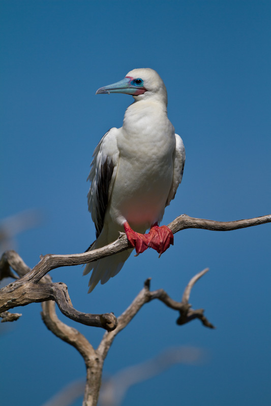 Red-Footed Booby